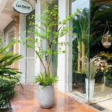 CÂY THẠCH NAM NHẬT BẢN TRANG TRÍ NHÀ TẠO KHÔNG GIAN XANH MÁT (190cm) - CC780