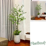 DECOR CÂY THẠCH NAM NHẬT BẢN THÂN NHỰA - CC765