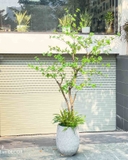 CÂY THẠCH NAM NHẬT BẢN TRANG TRÍ NHÀ TẠO KHÔNG GIAN XANH MÁT (190cm) - CC780