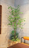 Cây Thạch Nam Tiểu Cảnh Trang Trí Quán Cafe (220cm)- CC1037