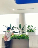 Bồn Cây Tiểu Cảnh- Thiết Kế Bồn Chuối Lá Nhọn Trang Trí Văn Phòng Xanh Mát - BC218-SG K bồn
