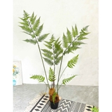 Dương Xỉ Decor- Dương Xỉ Culi Trang Trí Không Gian Đẹp (150cm)- CC1064