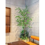 Cây Thạch Nam Tiểu Cảnh Trang Trí Quán Cafe (220cm)- CC1037