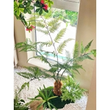Dương Xỉ Tiểu Cảnh- Tiểu Cảnh Dương Xỉ Culi Điểm Nhấn Không Gian Thiết Kế (50X50X100cm)- CC1175