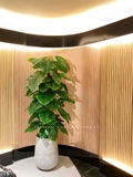 CÂY TRẦU BÀ CỘT TRANG TRÍ NỘI THẤT ĐẸP (145cm) - LC1992-1