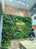 CÔNG TRÌNH TƯỜNG CÂY CỬA HÀNG MAC 24H THÁI HÀ- TC304