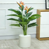 CÂY THIÊN ĐIỂU CÂY HOA THIÊN ĐƯỜNG TRANG TRÍ (100cm) - LC2947