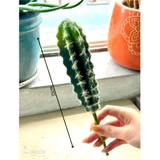 Xương Rồng Giả- Xương Rồng Trụ Decor (15cm)- HC963