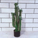 CÂY XƯƠNG RỒNG GIẢ LOẠI 5 TAY NHỎ (80cm) - LC2911