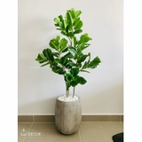 CHẬU CÂY BÀNG SINGAPORE 130cm - CC241