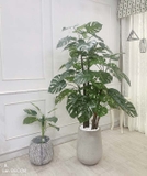 CHẬU CÂY LÁ RÙA TRANG TRÍ NỘI THẤT LAN DECOR (195cm) - LC2691-ghep