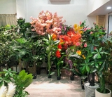 Cây anh đào (250cm) - LC2760-1