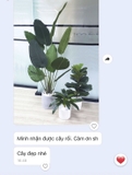 Cây chuối rẻ quạt đẹp hiện đại trang trí 1m8 - LC3019 (Gồm 12 lá)