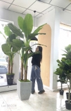 CÂY CHUỐI CẢNH (230cm) - LC1598