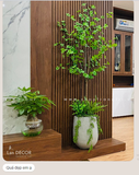 CHẬU CÂY THẠCH NAM NHẬT BẢN MIX TRANG TRÍ NỘI THẤT (180cm) - CC246-2 mix