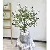 CÂY OLIU GIẢ TRANG TRÍ NHÀ HIỆN ĐẠI (85cm) - LC3043