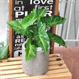 CÂY LÁ MÔN TRANG TRÍ NHÀ ĐẸP (40cm) - LC3258