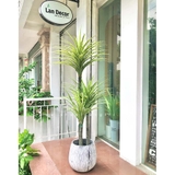 Cây phát tài núi Landecor  (165cm) - LC3159