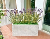 BỒN CÂY HOA LAVENDER TRANG TRÍ ĐẸP, HIỆN ĐẠI  - BC057