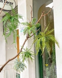 Quả cầu rêu dương xỉ treo trang trí decor nội thất, quán cà phê,cửa tiệm Lan Decor - CC616