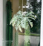 Quả cầu rêu dương xỉ lá bạc treo trang trí decor nội thất, quán cà phê,cửa tiệm Lan Decor - CC618