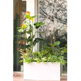 BỒN HOA RUM THIẾT KẾ TRANG TRÍ LAN DECOR (80x30x40CM)- CC810