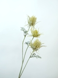 Cành hoa nhím biển 72cm