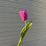 Cành hoa tulip 35cm