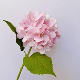 Cành hoa cẩm tú cầu 50cm