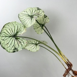 Cành lá môn trắng 88cm