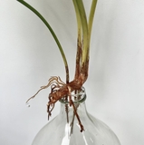 Cành lá môn trắng 88cm
