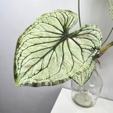 Cành lá môn trắng 88cm