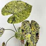 Cành lá Mojito 90cm