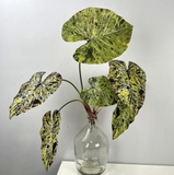 Cành lá Mojito 90cm
