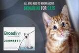 1 ống Broadline phòng trị nội ngoại ký sinh trùng (mèo < 2,5kg)