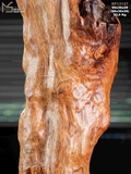 Gỗ nu sưa