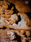 TƯỢNG GIA ĐÌNH GÀ - GỖ HOÀNG ĐÀN