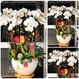 Lan Tết - M067