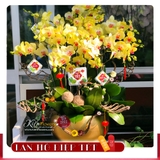 Lan Tết - M083