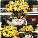 Lan Tết - M091