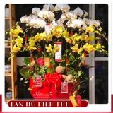 Lan Tết - M089