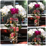 Lan Tết - M045