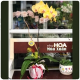 Lan Tết - M003