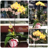 Lan Tết - M003