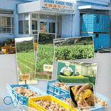 Viên nghệ TURMERIC KANGEN UKON SIGMA được sản xuất từ nghệ hữu cơ tại Yanbaru, Okinawa