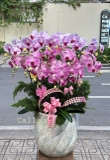 CHẬU LAN 15 CÀNH HỒNG GÂN