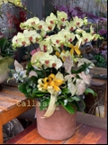 CHẬU 10 CÀNH HỒ ĐIỆP XANH CỐM MIX LÁ DECOR