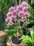 CHẬU 2 CÀNH HỒ ĐIỆP HỒNG GÂN