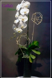 Lan Hồ Điệp TT-001-Tr