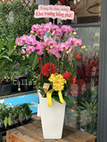 CHẬU HỒ ĐIỆP 8 CÀNH HỒNG GÂN